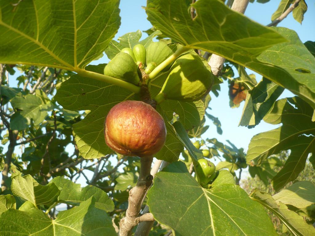 Agriturismo Santa Chiara بومارانسي المظهر الخارجي الصورة