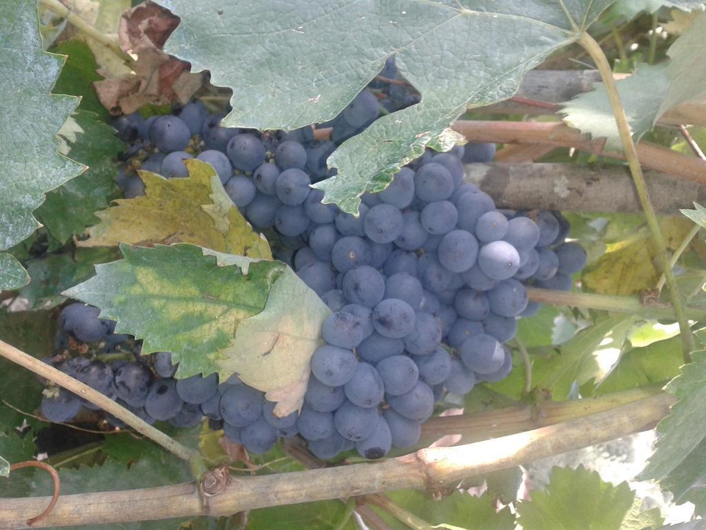 Agriturismo Santa Chiara بومارانسي المظهر الخارجي الصورة