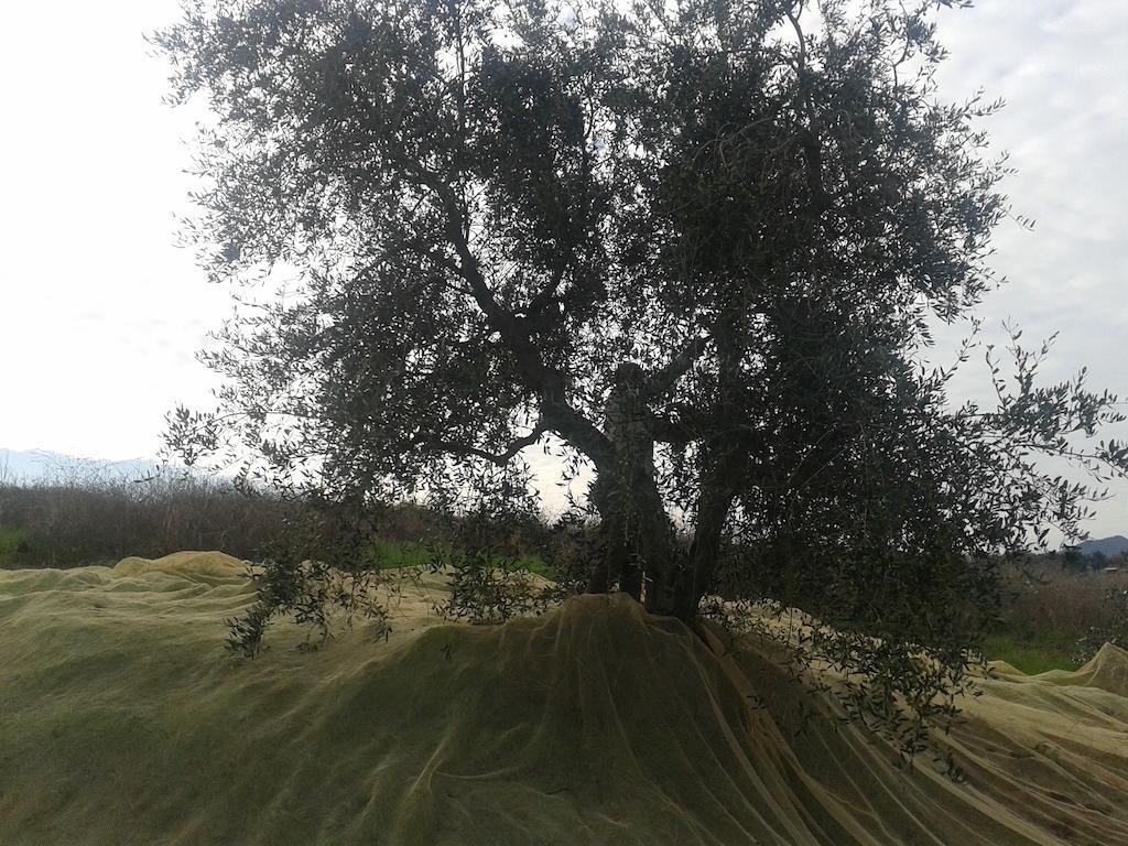 Agriturismo Santa Chiara بومارانسي المظهر الخارجي الصورة