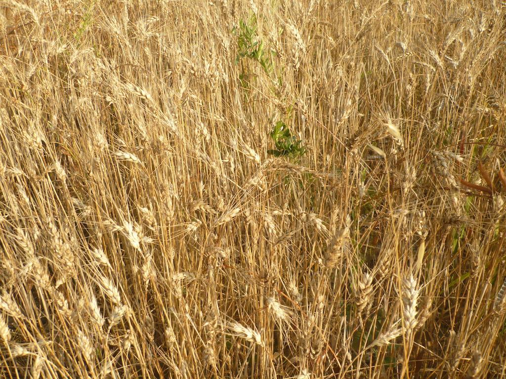 Agriturismo Santa Chiara بومارانسي المظهر الخارجي الصورة